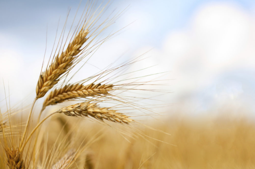 Kenyan farmers switch to barley amid strong regional demand